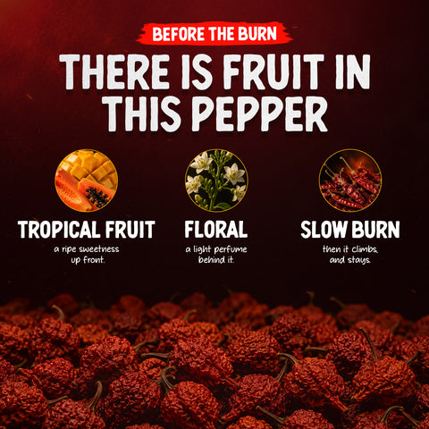 Trinidad Moruga Scorpion Whole Dried Chilli Peppers 10g – Extreme Heat up to 2,000,000 SHU – Fruity-Floral Flavour – 100% Chillies from Ecuador