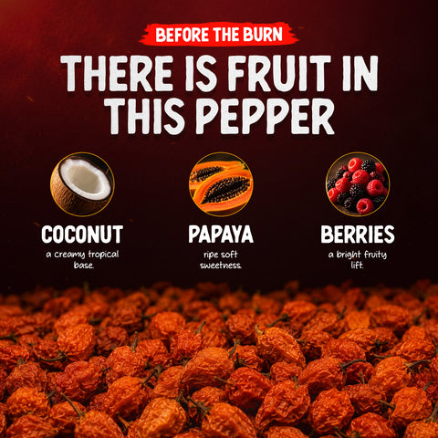 Habanero Whole Dried Chilli Peppers 10g – Hot Chillies from Ecuador – 350,000 SHU – Fruity and Floral Flavour – 100% Habanero